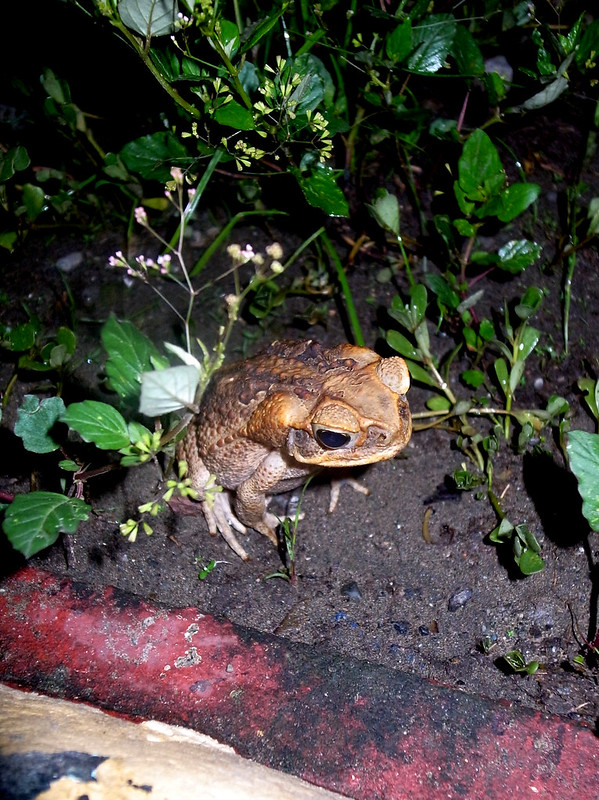 Frog? Toad?