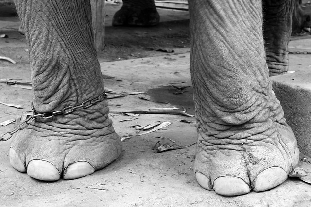elephant ankles