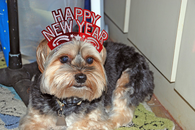 doggie happy new year