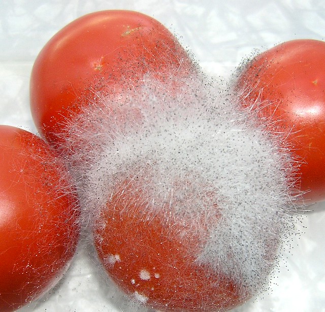 Hairy tomato | The Black bread mold (Rhizopus stolonifer) is… | Flickr