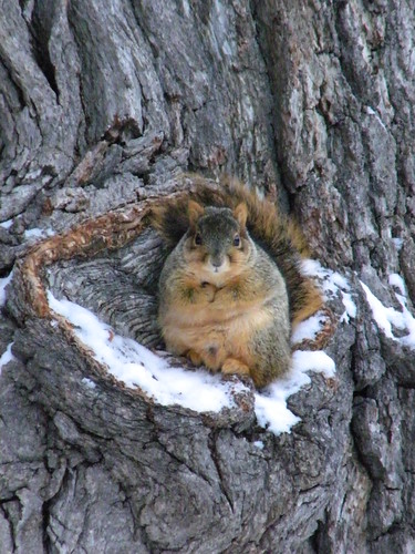 215/365/945 (January 12, 2011) – Squirrel in Winter (University of Michigan, Ann Arbor)