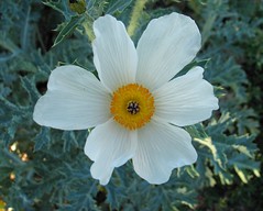Papaveraceae (Poppy family)