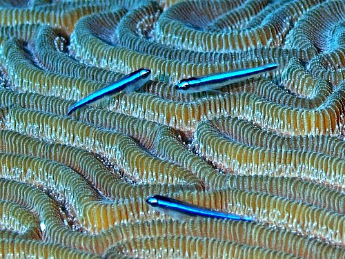 Brain Coral and Neon Gobies, Belize