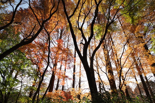 無料写真素材|自然風景|森林|樹木|紅葉・黄葉|風景日本