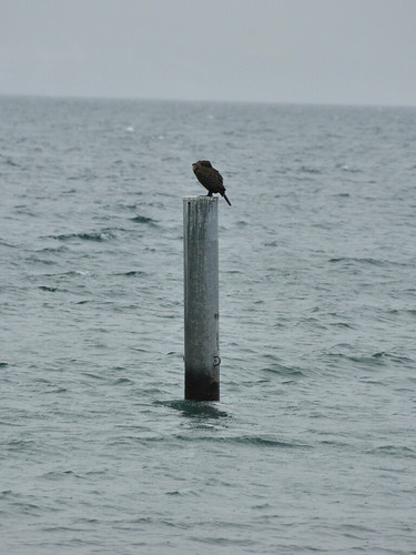 Bird on the pole