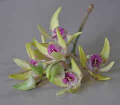 my orchids 2011