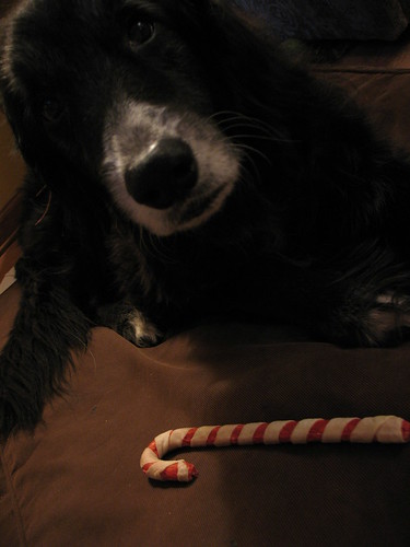 Old Dog says "Merry Christmas!"