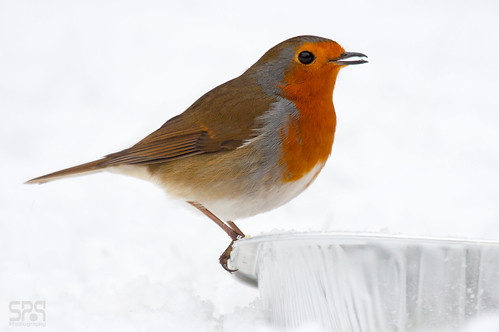 Robin in Snow_(Dec2010)