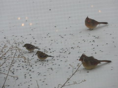Birds Feeding on the Snow