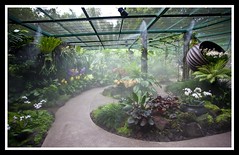 Singapore Botanical Gardens Orchids