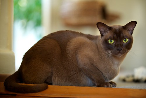 Cooper: Burmese Cat