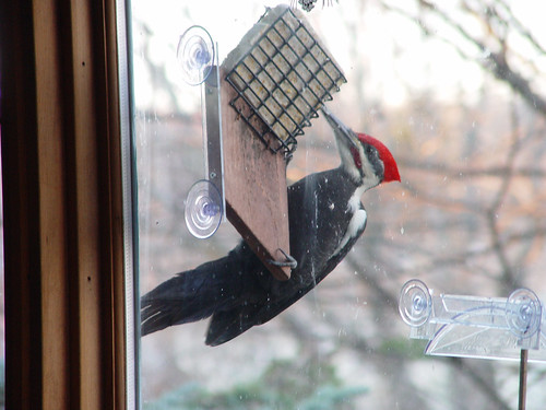 Pileated Woodpecker photographed through a window