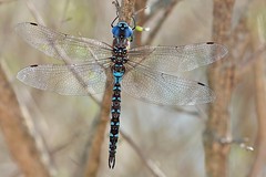libélulas y caballitos del diablo (dragonflies and damselflies)