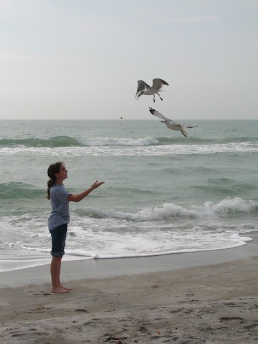 feeding the gulls