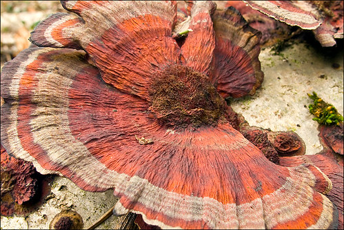 Дедалеопсис трехцветный (Daedaleopsis tricolor) Автор: Amadej Trnkoczy (Slovenija)