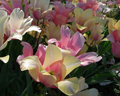 Dallas Blooms - Spring at the Dallas Botanical Gardens
