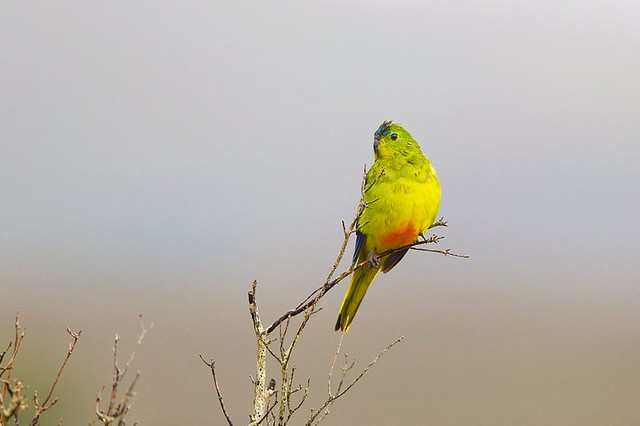 Critically Endangered: Orange-bellied Parrot