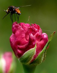 Bee Flies / Bombyliidae