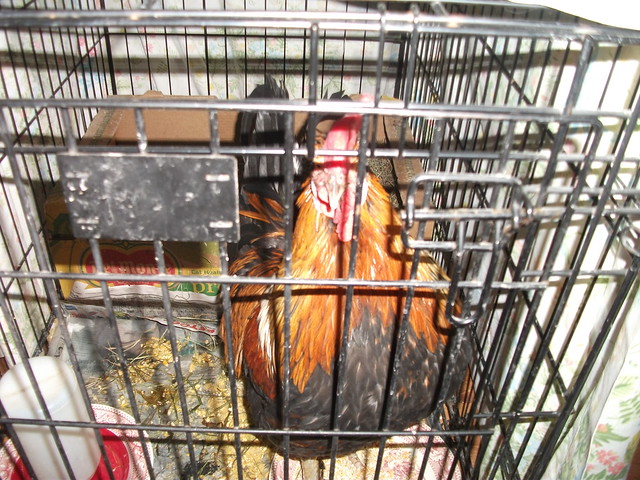 This is one of Lorraine Warren's Chickens that she keeps in the house during