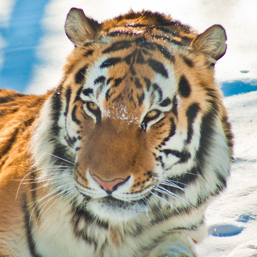 Amir Tiger with Snow Flecks
