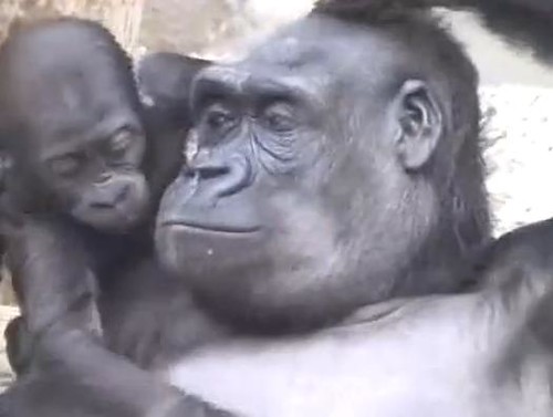 Gorilla mum Kijivu with Kib by gorillaphile