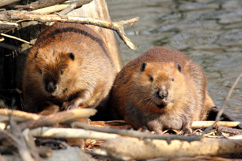 Maw & Paw Beaver