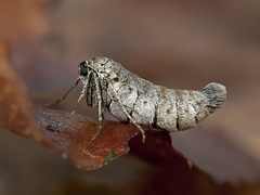 Vintermåler - March Moth