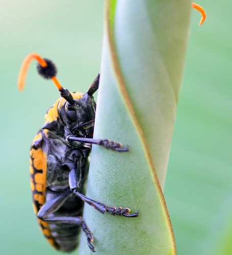 The Longhorn Beetle (approximator aristobia)