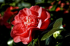 Kamelien/camellia