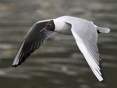 Hettemåke (Black-headed Gull)