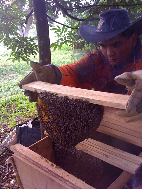 Beekeeping in Malaysia