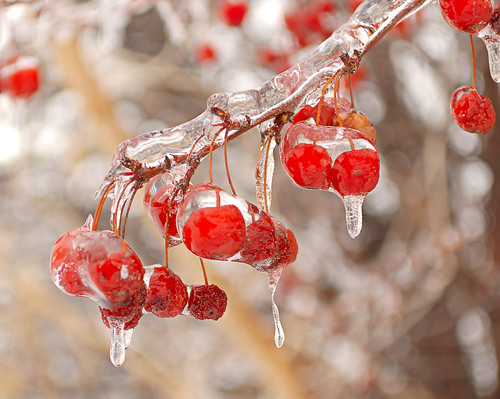 Fairgrounds Park, in Saint Louis, Missouri, USA - close-up of frozen berries