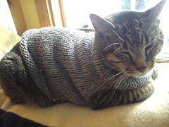 Rascal the Cat in HandKnit Sweater