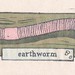 Earthworm (nightcrawler)