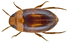 Coleoptera Family Noteridae