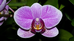 2011 Orchid Show