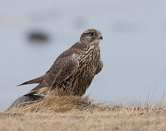 Icelandic birds  2009