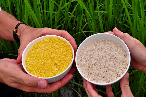 Golden Rice grain compared to white rice (4)-20