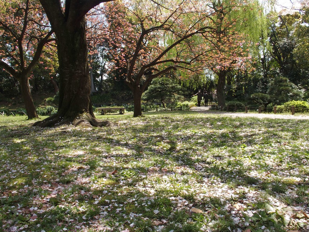 桜絨毯 清澄公園