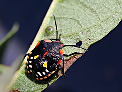 Hemiptera:Pentatomidae