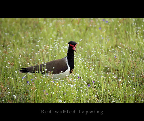 Red-wattled Lapwing by Chāminda Bandāra