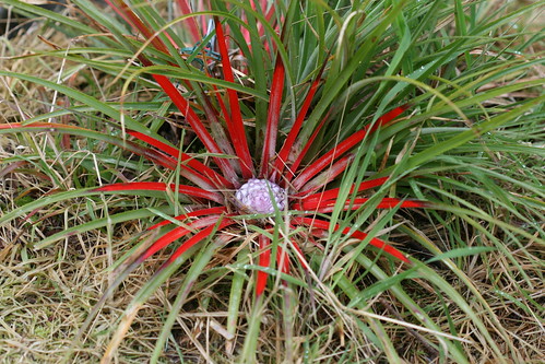 Fascicularia pitcairnifolia var. bicolor