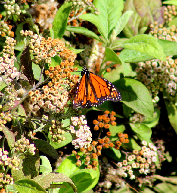 Kamehameha Butterfly | Flickr - Photo Sharing!