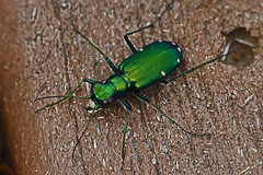 Carabidae - Ground Beetles