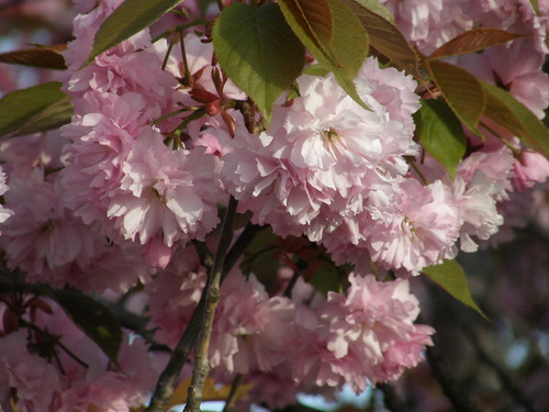 flowering cherry branches