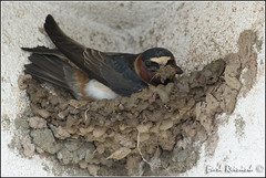 Swallow (Cliff)