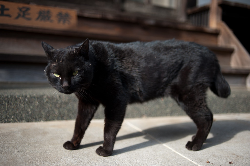 黒猫 2011/01/29 DSC_1316