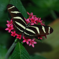 2011 Butterflies of Brazil