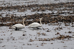 Tundra Swan Migration, 2012