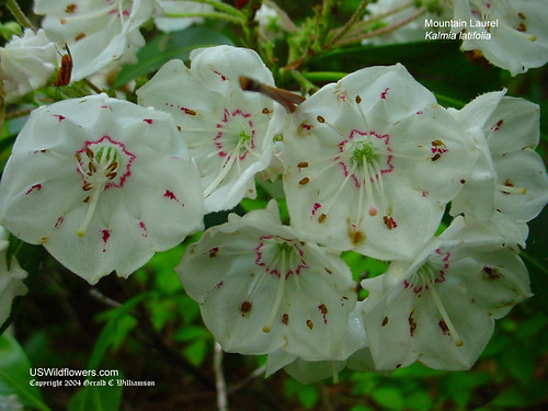 Mountain Laurel - Kalmia latifolia by USWildflowers